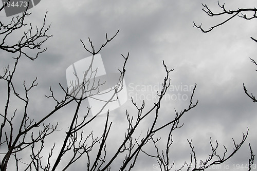 Image of branches on grey