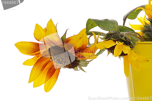 Image of Sunflowers