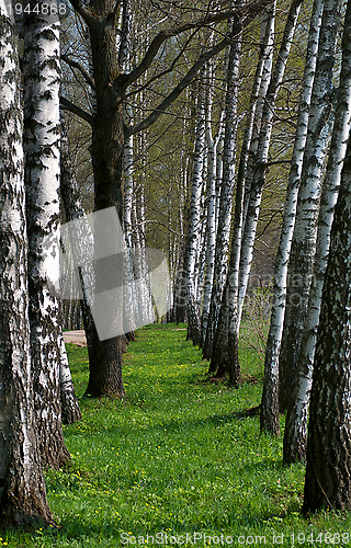 Image of Birch Tree Alley