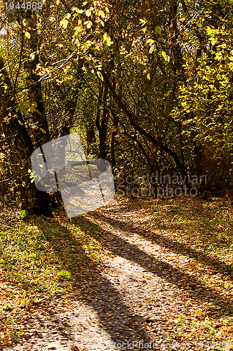 Image of Autumn Trees