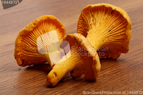 Image of Three Chanterelles