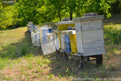 Image of honey bee home in nature