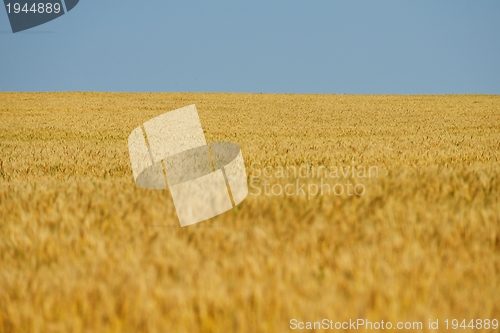 Image of wheat field with blue sky in background