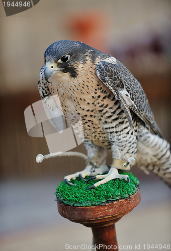 Image of arab falcon bird