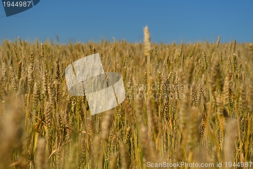 Image of wheat field with blue sky in background