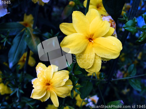 Image of Yellow beauty