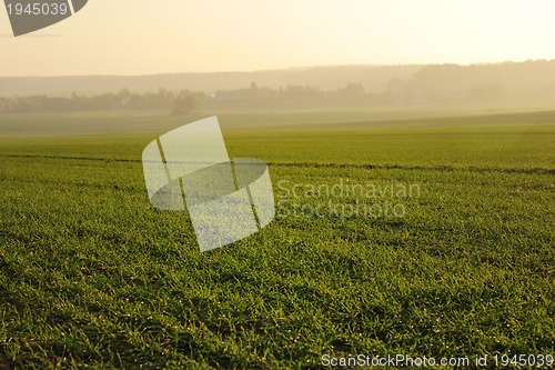 Image of green grass on a background beautiful sunset