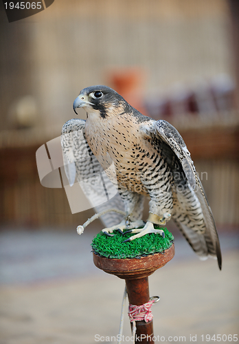 Image of arab falcon bird