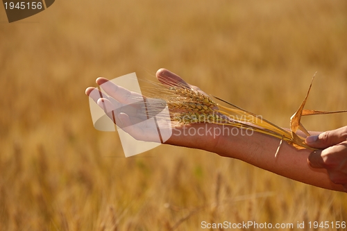 Image of hand in wheat field