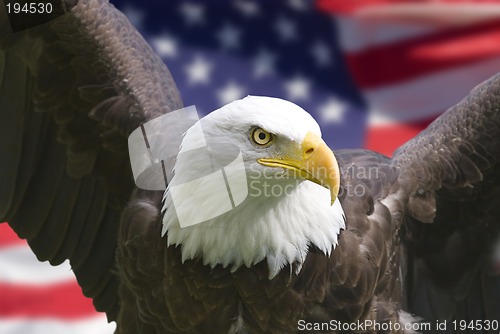 Image of American eagle with flag