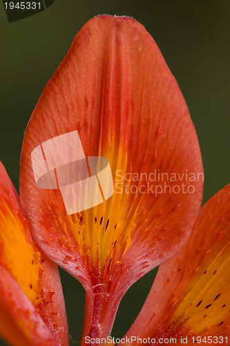 Image of red lily