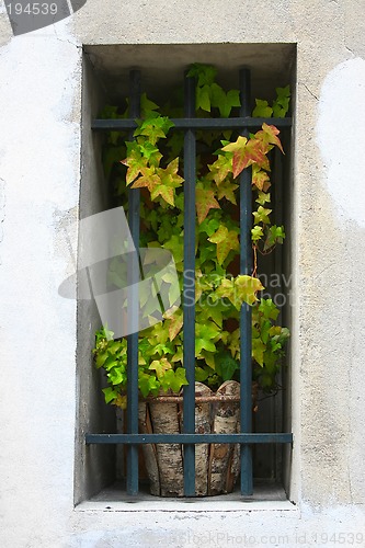 Image of ivy in the window
