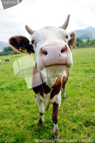 Image of cow animal on field