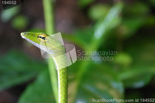 Image of Whip Snake