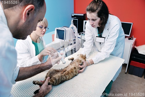 Image of veterinarian and assistant in a small animal clinic