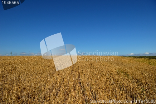 Image of wheat field with blue sky in background