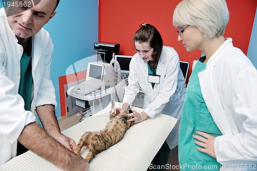Image of veterinarian and assistant in a small animal clinic