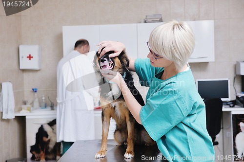 Image of veterinarian and assistant in a small animal clinic