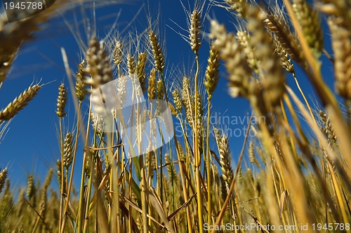 Image of wheat field with blue sky in background