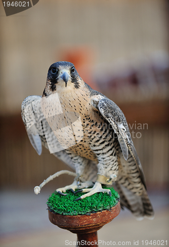 Image of arab falcon bird