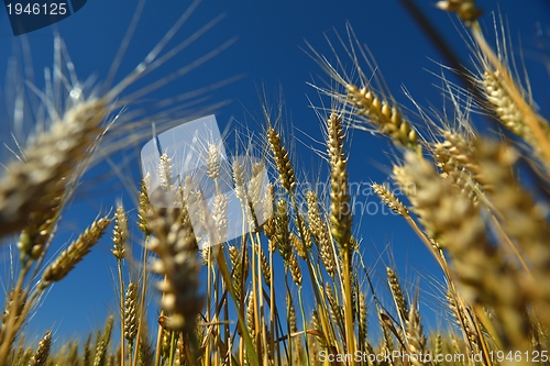 Image of wheat field with blue sky in background