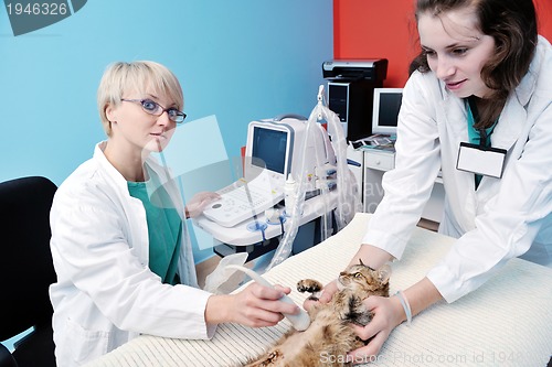 Image of veterinarian and assistant in a small animal clinic