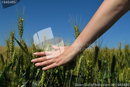 Image of Hand in wheat field