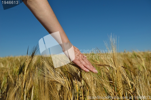 Image of Hand in wheat field