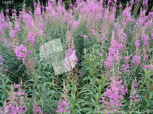 Image of wild purple flower