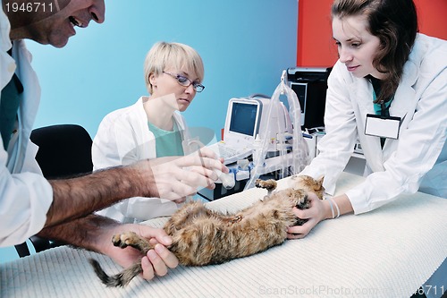 Image of veterinarian and assistant in a small animal clinic