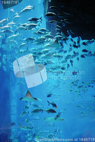 Image of aquarium with fishes and reef