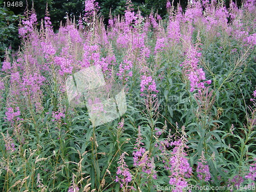 Image of wild purple flower
