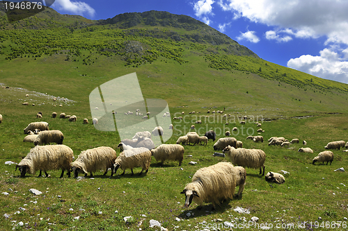 Image of sheeps in nature