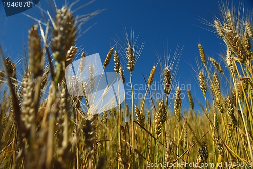 Image of wheat field with blue sky in background