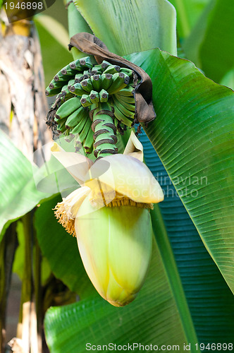 Image of banana flower blossom