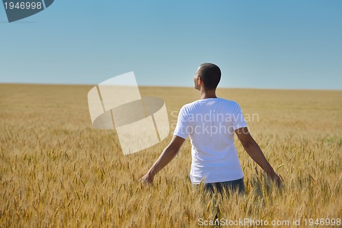 Image of man in wheat field