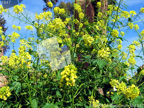 Image of Blossoming plant