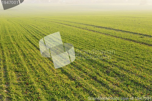 Image of green grass on a background beautiful sunset