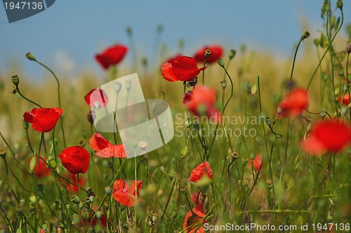 Image of puppy flower field background