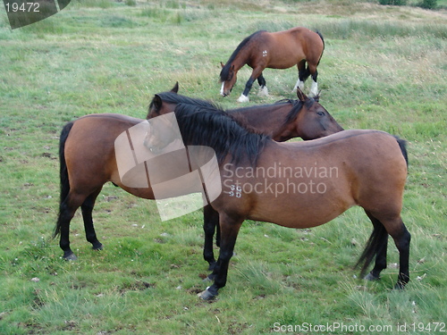 Image of two horses grooming