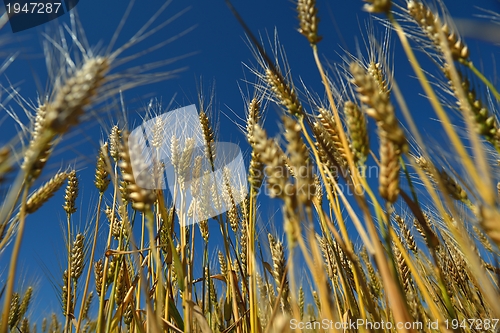 Image of wheat field with blue sky in background