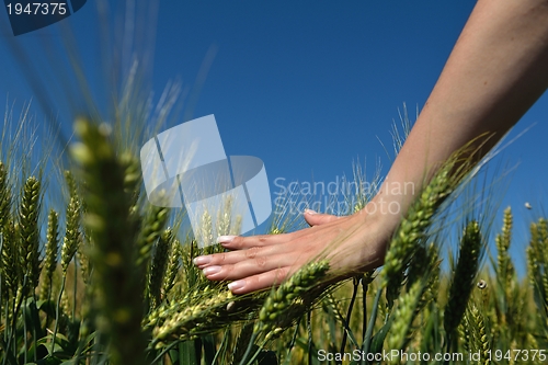 Image of Hand in wheat field