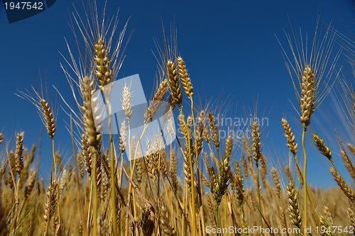 Image of wheat field with blue sky in background