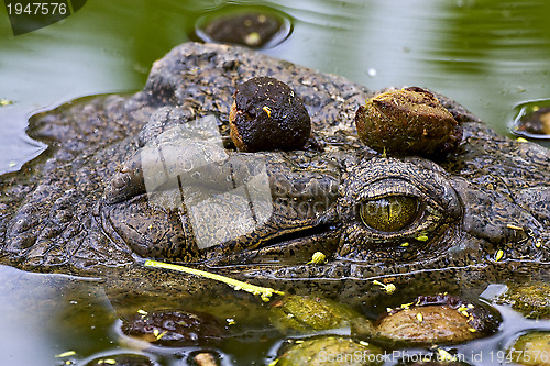 Image of crocodile in the water in madagascar,nosy be