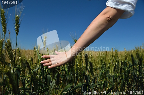 Image of Hand in wheat field