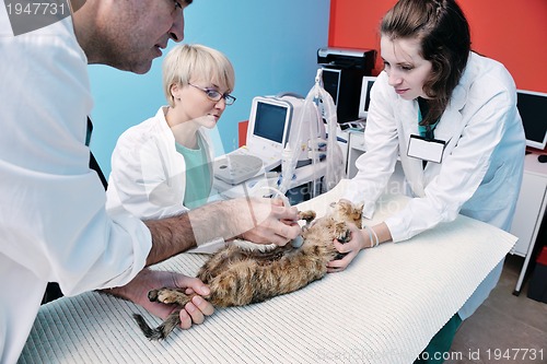 Image of veterinarian and assistant in a small animal clinic