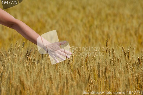 Image of hand in wheat field