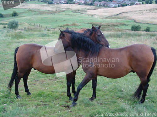 Image of two horses grooming