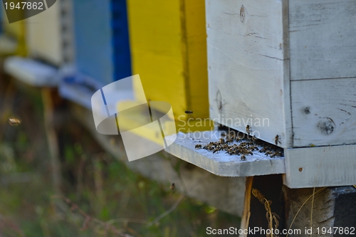 Image of honey bee home in nature