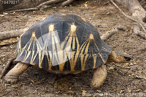 Image of madagascar's turtle